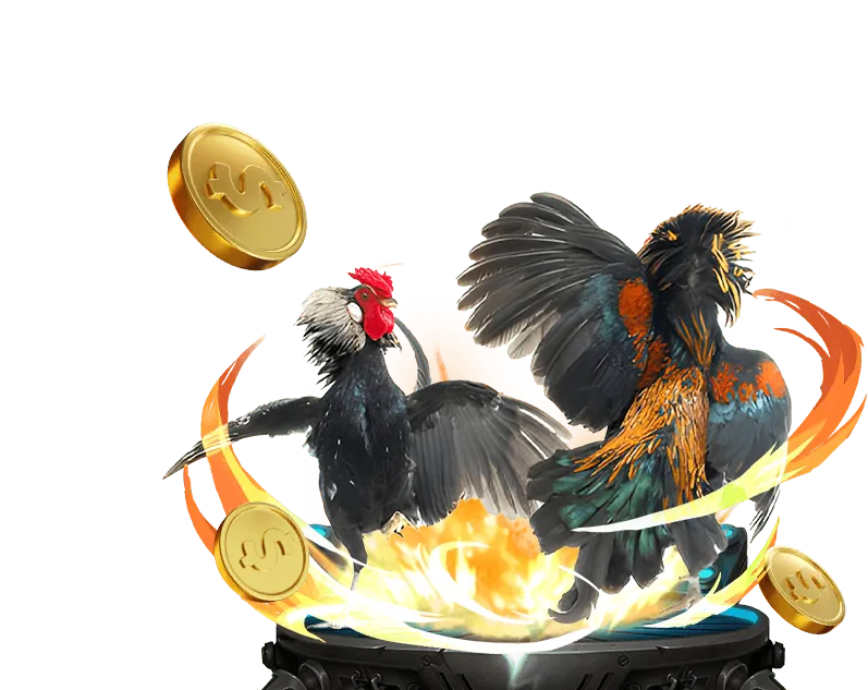 Trường gà Thomo 999 sôi động